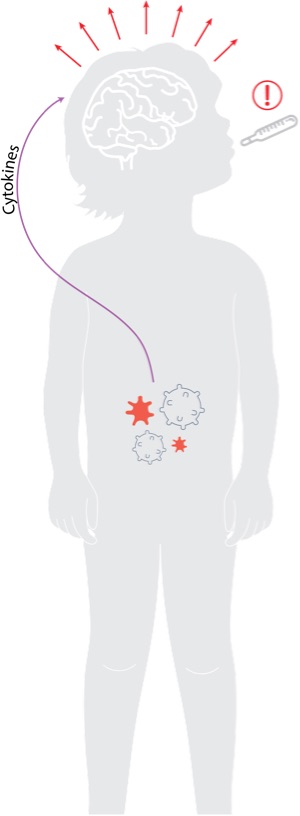 Fever Diagram